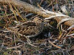 Common Snipe