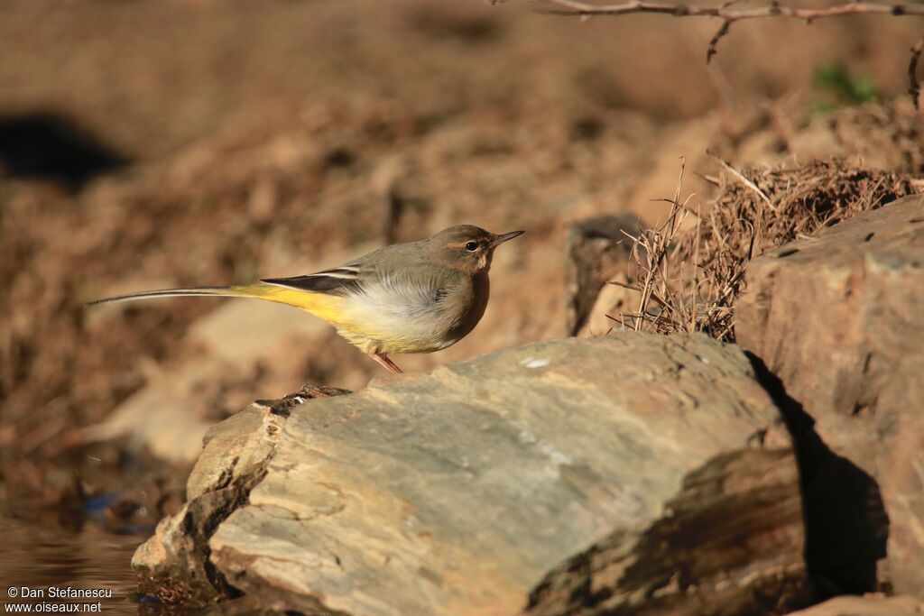 Grey Wagtailadult