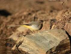 Grey Wagtail