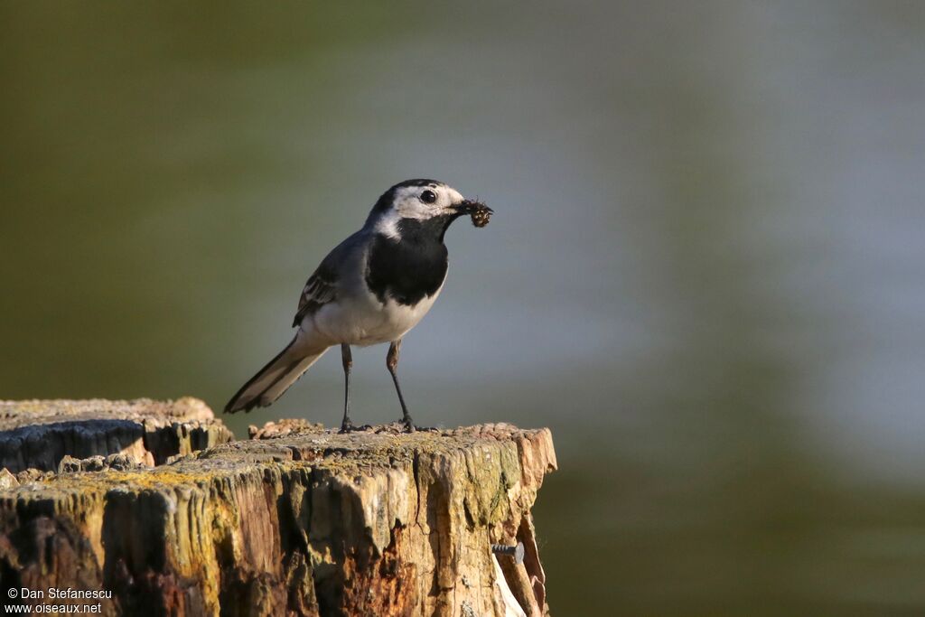 White Wagtailadult