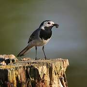 White Wagtail