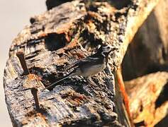 White Wagtail