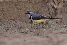 Bergeronnette malgache