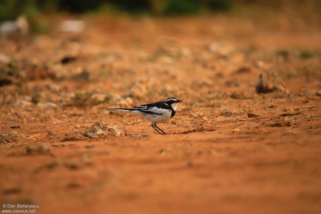 African Pied Wagtailadult, walking