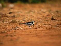 African Pied Wagtail