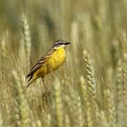 Western Yellow Wagtail