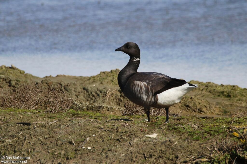 Brant Gooseadult, walking