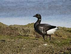 Brant Goose