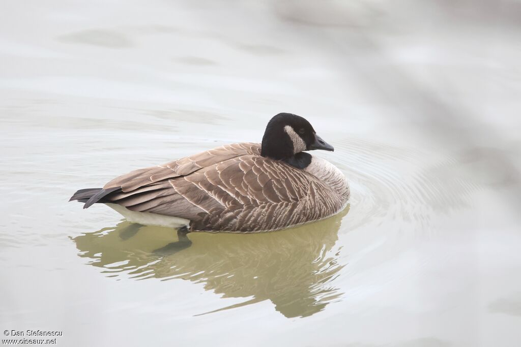 Bernache de Hutchinsadulte