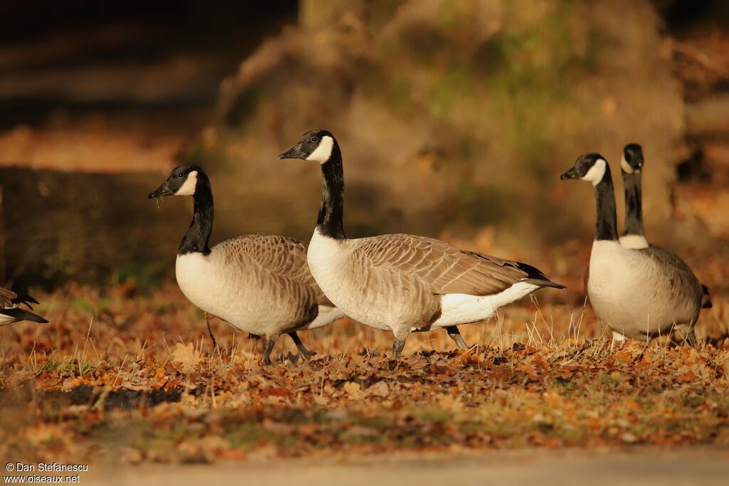 Canada Gooseadult, walking