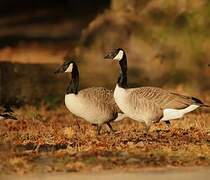 Canada Goose