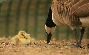Canada Goose