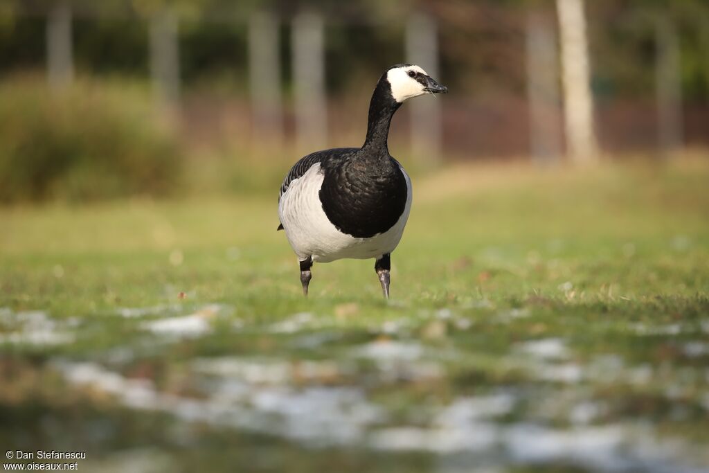 Barnacle Gooseadult, walking