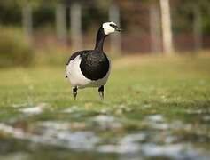 Barnacle Goose