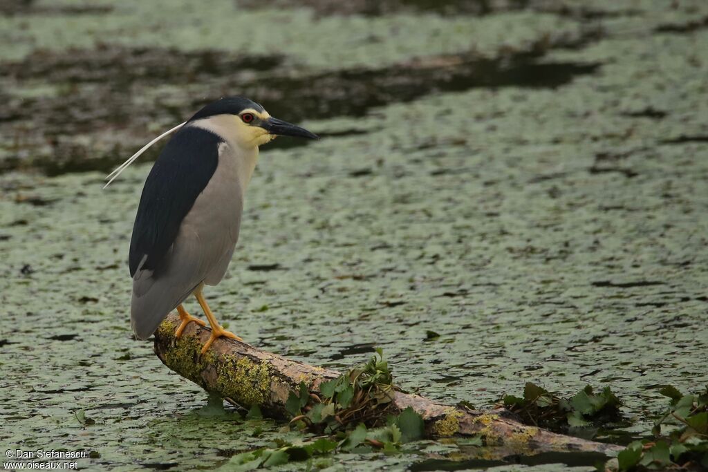 Black-crowned Night Heron