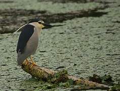 Black-crowned Night Heron