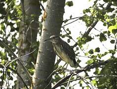 Black-crowned Night Heron