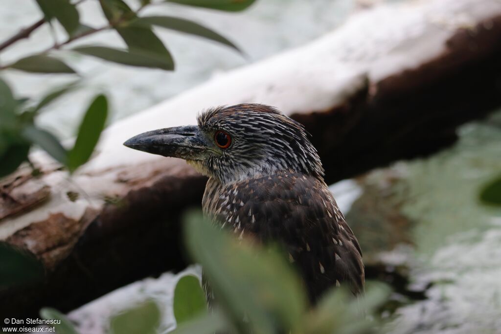 Yellow-crowned Night Heronimmature