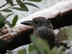 Yellow-crowned Night Heron