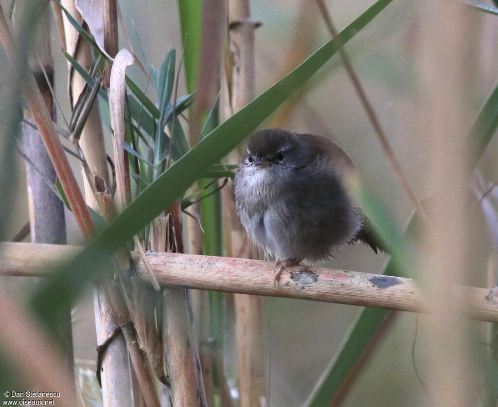 Cetti's Warblerimmature