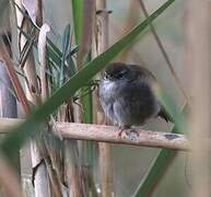 Cetti's Warbler