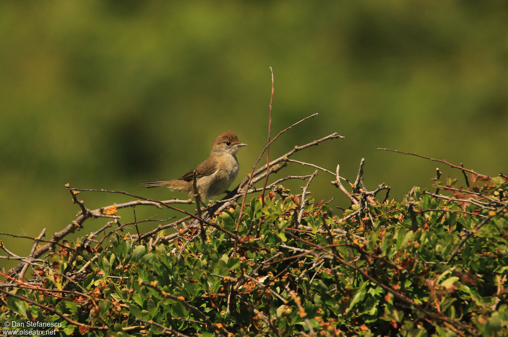 Cetti's Warblersubadult