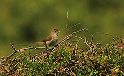 Bouscarle de Cetti