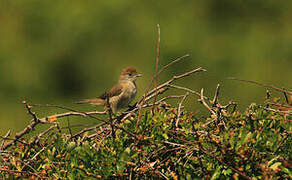 Cetti's Warbler