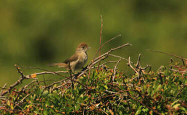 Bouscarle de Cetti