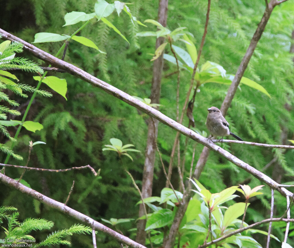 Azores Bullfinchjuvenile