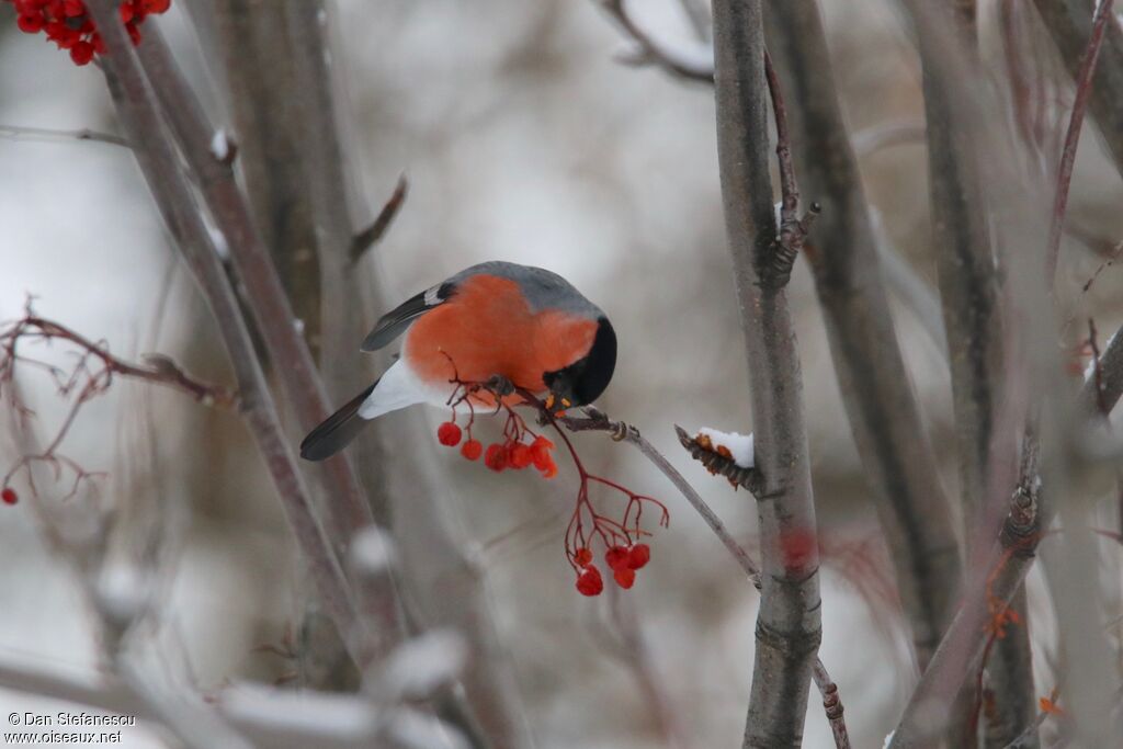 Eurasian Bullfinch male adult, eats