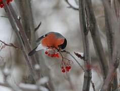 Eurasian Bullfinch