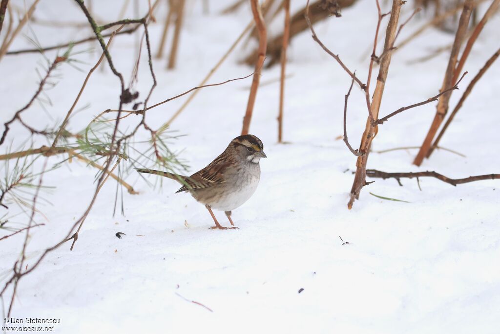 Bruant à gorge blanche