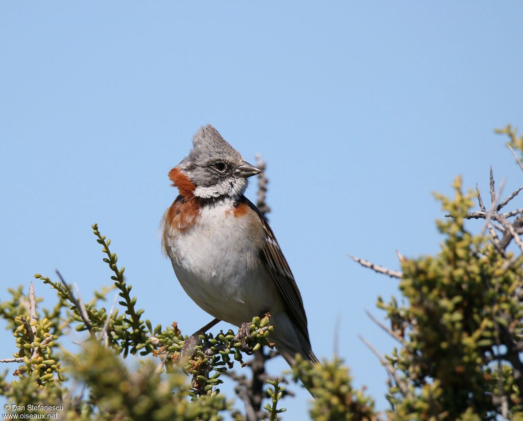 Rufous-collared Sparrowadult