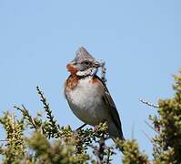 Rufous-collared Sparrow