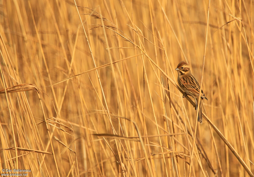 Common Reed Bunting female adult