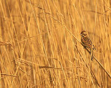 Common Reed Bunting