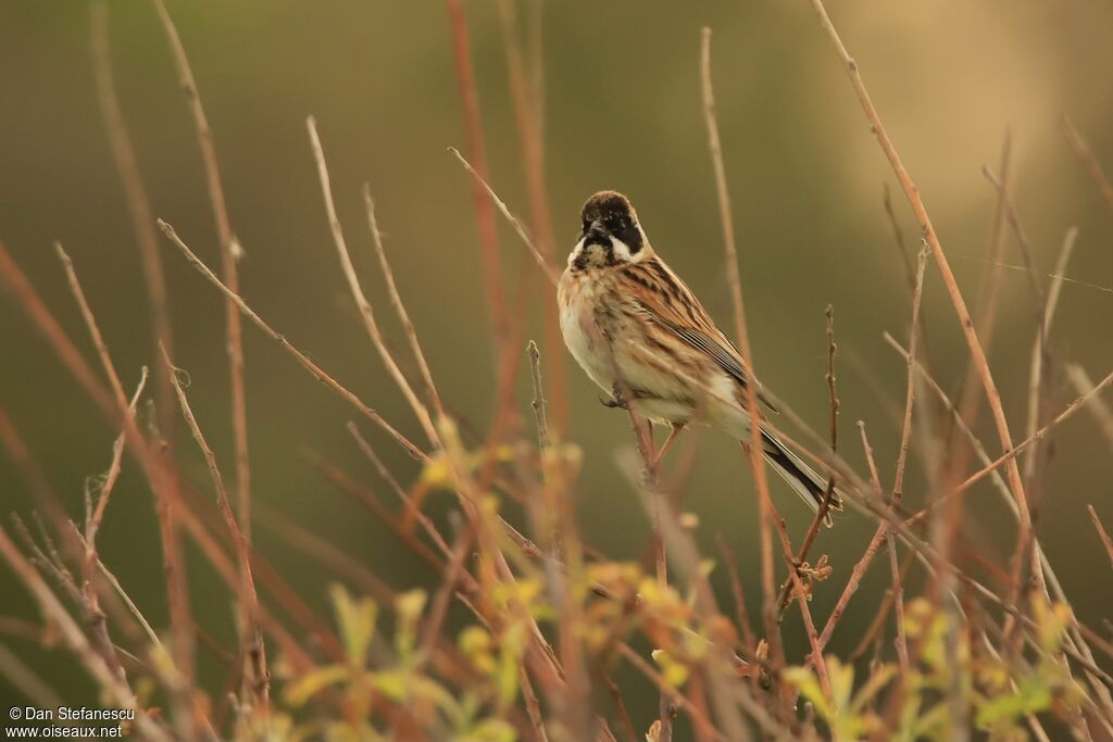 Bruant des roseaux mâle adulte nuptial