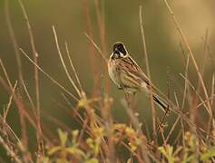 Common Reed Bunting