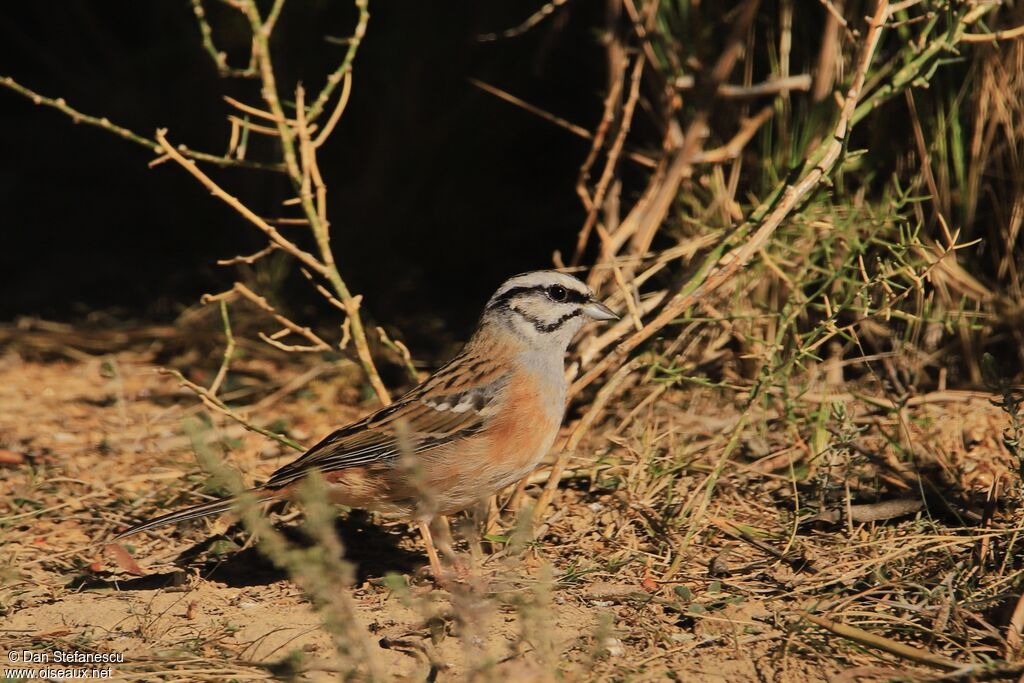 Rock Bunting female adult