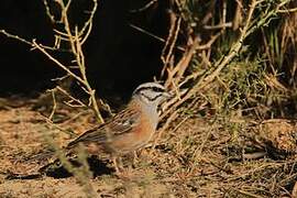 Rock Bunting