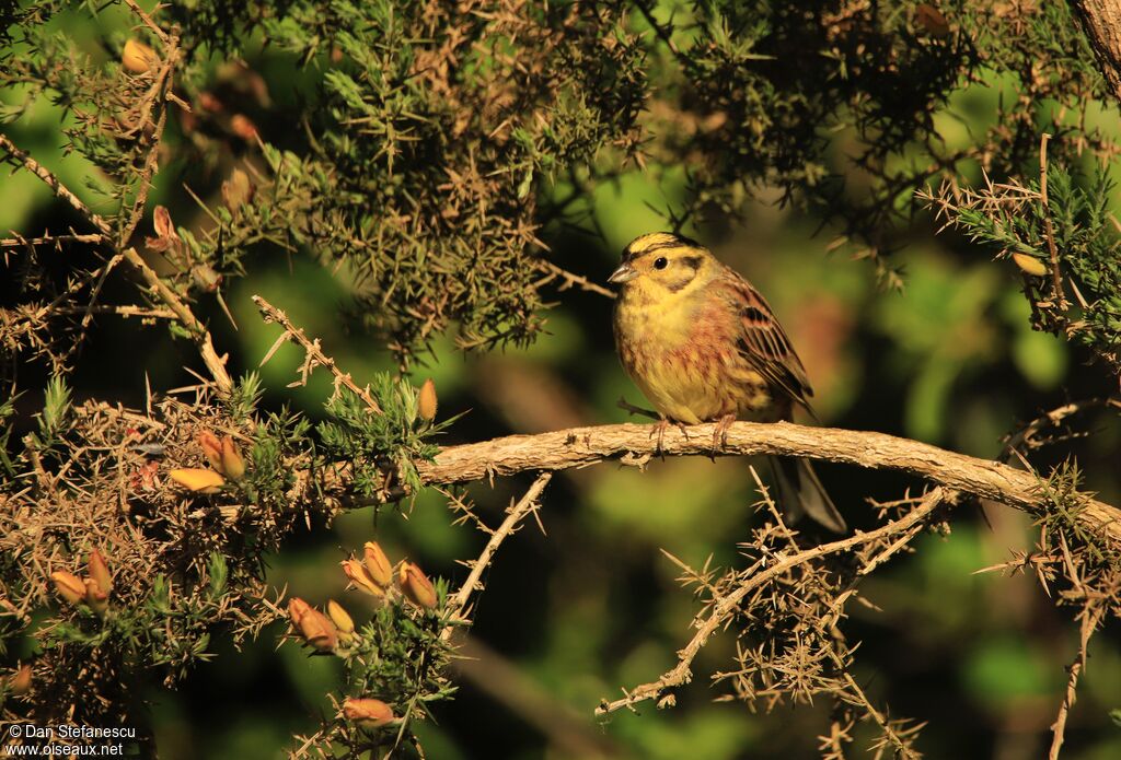 Yellowhammer male adult