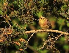 Yellowhammer