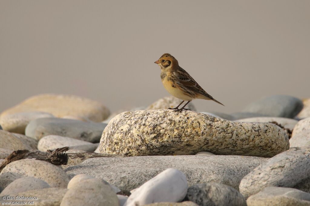 Lapland Longspur