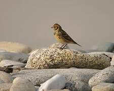 Lapland Longspur