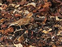 Little Bunting