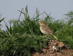 Corn Bunting