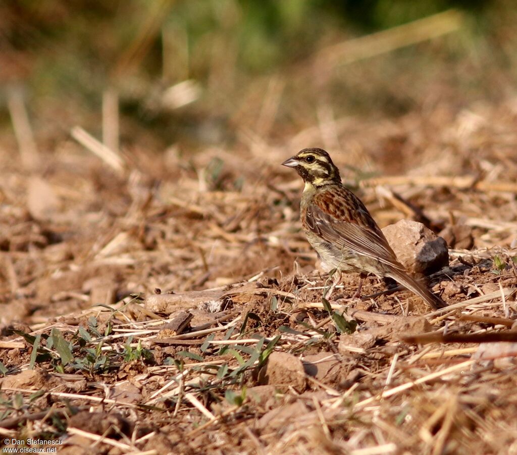 Cirl Bunting male