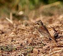 Cirl Bunting