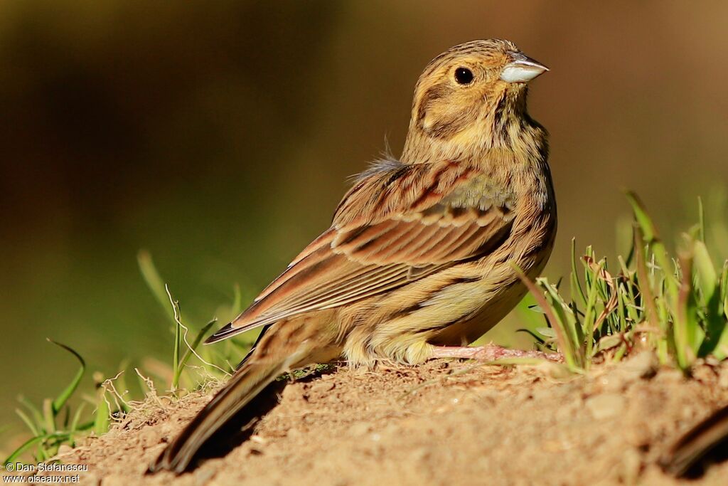 Cirl Bunting female adult